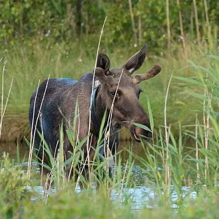 Large 1st Floor Kongerslev