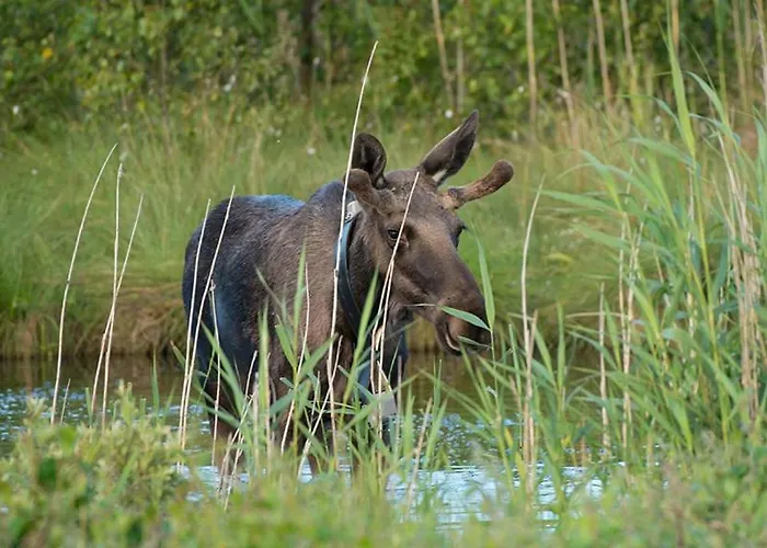 Large 1st Floor Kongerslev